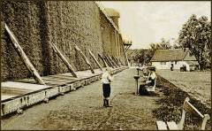 Gradierwandrot
